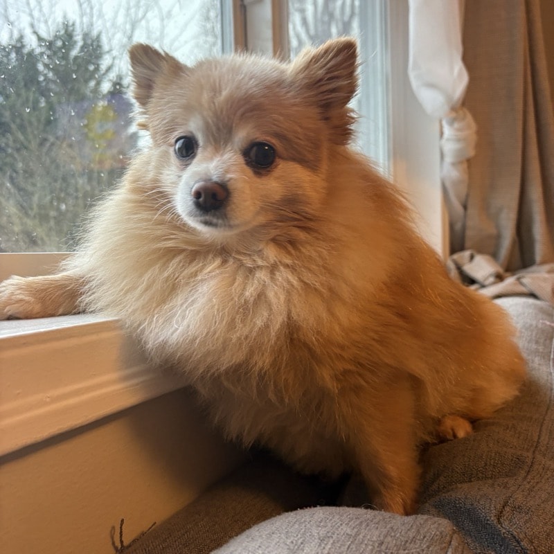 Photo of Gigi, a pomeranian