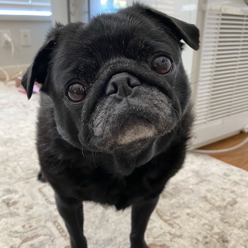 Photo of Rachel, a pug